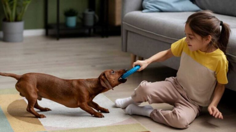 A importância do hábito de brincar com os pets em casa