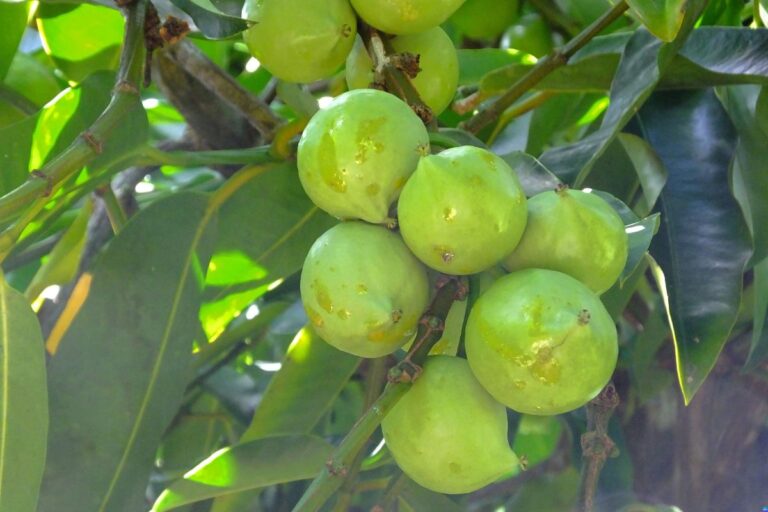 Mangostão Amarelo: A Surpreendente Fruta Tropical Prima do Famoso Mangostão mangostão amarelo