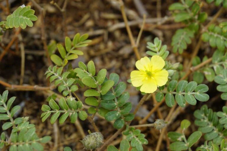 Tribulus Terrestris: O Que É, Para Que Serve e Como Ele Pode Turbinar Seu Desempenho Físico Tribulus Terrestris: O Que É, Para Que Serve e Como Ele Pode Turbinar Seu Desempenho Físico