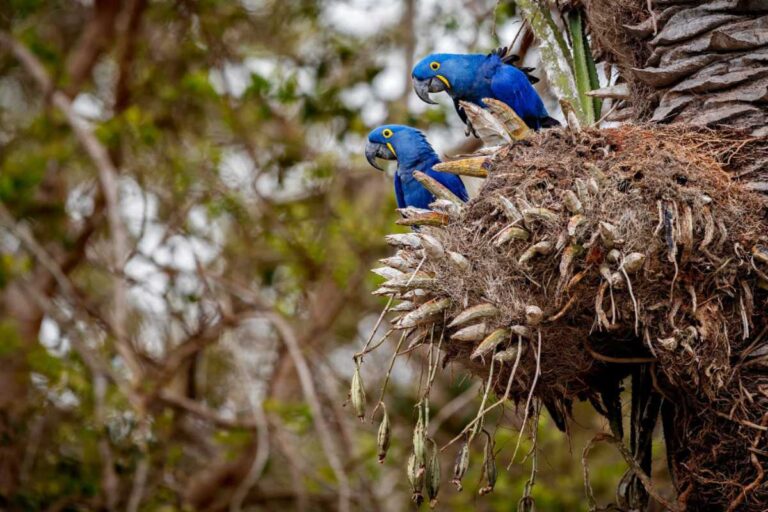 Ingresso Parque das Aves: Tudo o que Você Precisa Saber Antes de Comprar! Ingresso Parque das Aves: Tudo o que Você Precisa Saber Antes de Comprar!