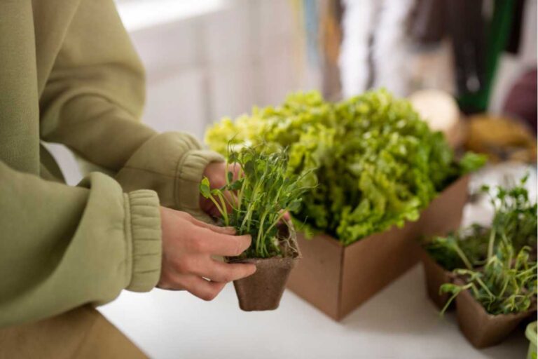 Hortas compactas: cultivando temperos e verduras mesmo com pouco espaço